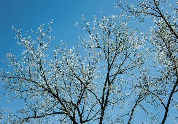 ağaçlar için tutunmuş kar