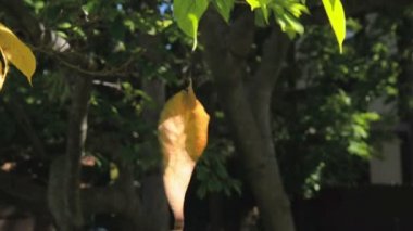 Örümcek ağı yaprak