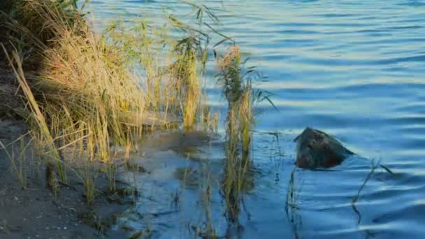 Follaje a lo largo del río — Vídeos de Stock