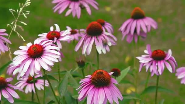 Rosafarbene Blumen im Garten — Stockvideo