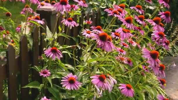 Flores rosadas en el jardín — Vídeo de stock