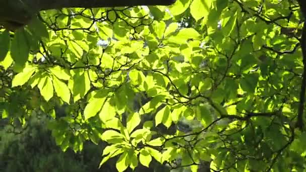 Árboles en verano — Vídeo de stock