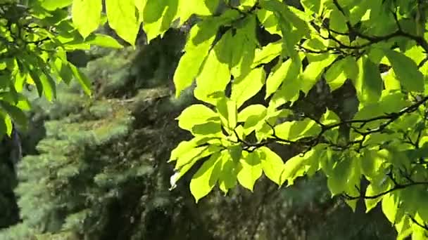 Árvores no verão — Vídeo de Stock