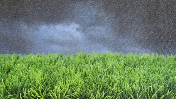 Vårregn sommaren Lawncare — Stockfoto