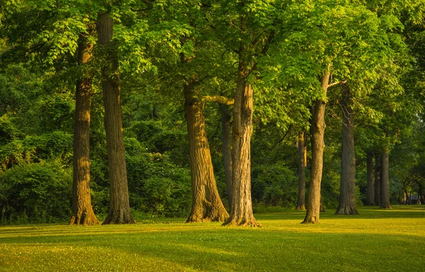 Stand of Trees — Stock Photo, Image