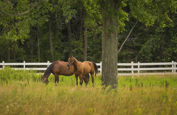 Horses Grazing en la granja — Foto de Stock