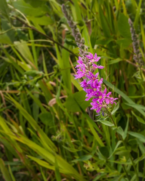 Wilde bloemen — Stockfoto