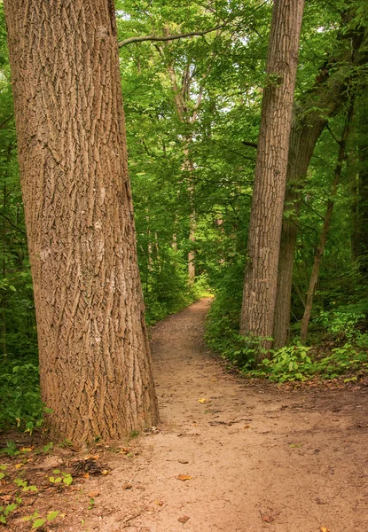 Stand degli alberi — Foto Stock