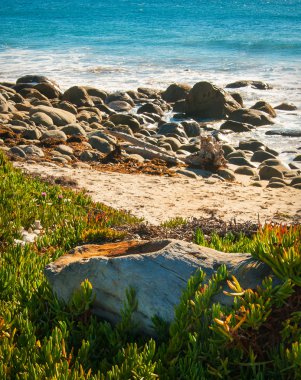 Pasifik kayalık sahil