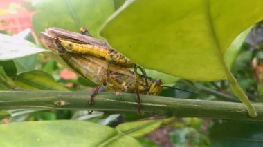 Erkek ve dişi çekirgeler dallarda çiftleşiyorlar..