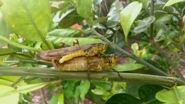 Erkek ve dişi çekirgeler dallarda çiftleşiyorlar..