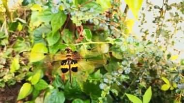 Yavaş çekim, yusufçuk rüzgarın yapraklarına tünemişti..