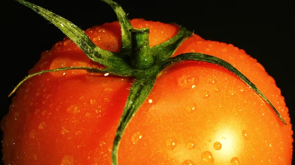 Gros plan sur la tomate — Photo