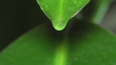 Su damlalı yeşil yaprak