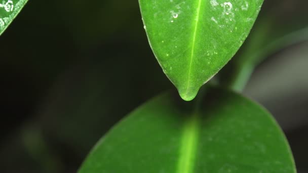 Hoja verde con gota de agua — Vídeo de stock