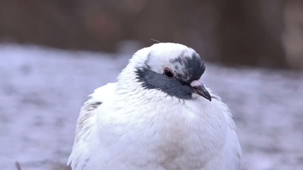 Pigeon — Stock Video