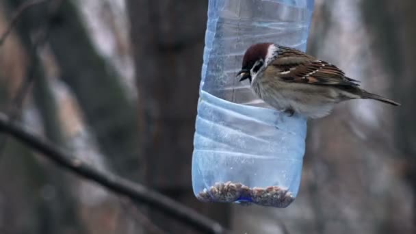 Mussen eten uit de Feeder — Stockvideo