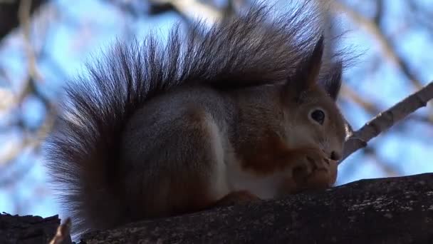 Squirrel  Eating Walnut. — Stock Video