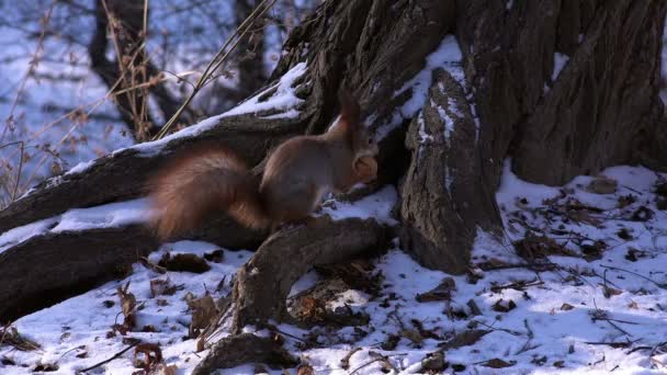 冬季森林里的松鼠 — 图库视频影像
