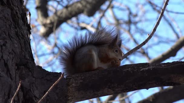 Eichhörnchen frisst Walnuss. — Stockvideo