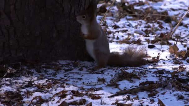 在森林里的松鼠 — 图库视频影像