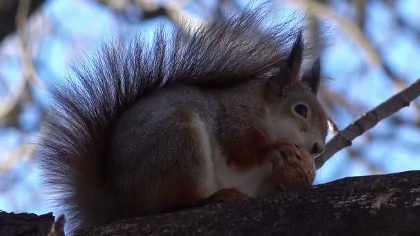 Wiewiórka jedzenie orzech. — Wideo stockowe