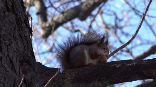 Squirrel  Eating Walnut. — Stock Video