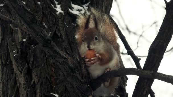 Σκίουρος τρώει ξύλο καρυδιάς. — Αρχείο Βίντεο
