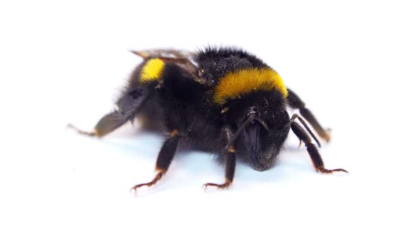 Bumblebee on white background — Stock Video