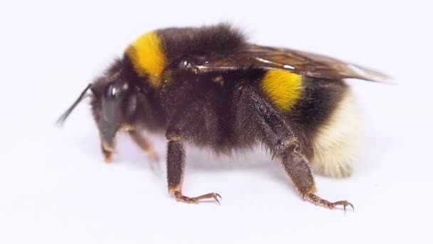 Bumblebee on white background — Stock Video