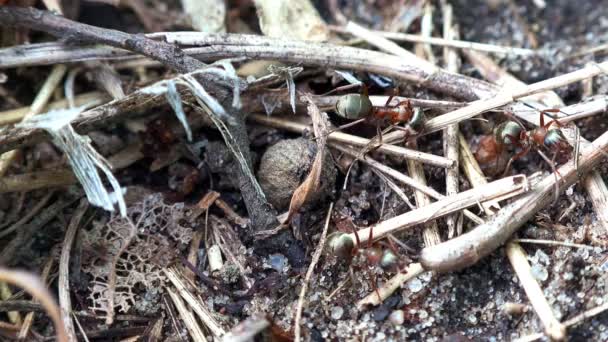 Fourmis engagées dans la construction 