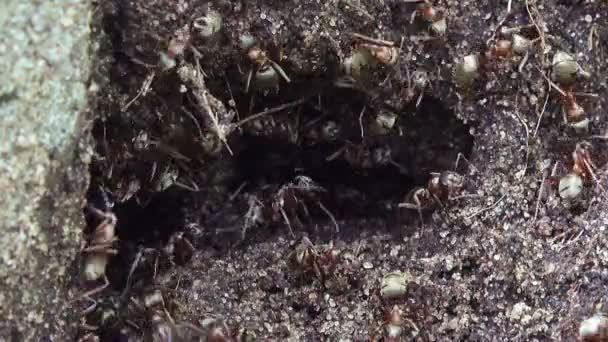Mieren zwermen rond een gat — Stockvideo