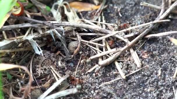 Fourmis engagées dans la construction — Video