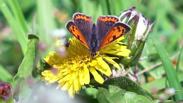 Mariposa recolectando néctar de la flor — Vídeo de stock