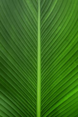 Arkaplan olarak yeşil yaprağın dokusu