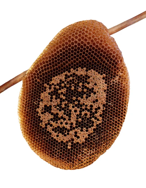 Honeycomb isolera vit bakgrund — Stockfoto