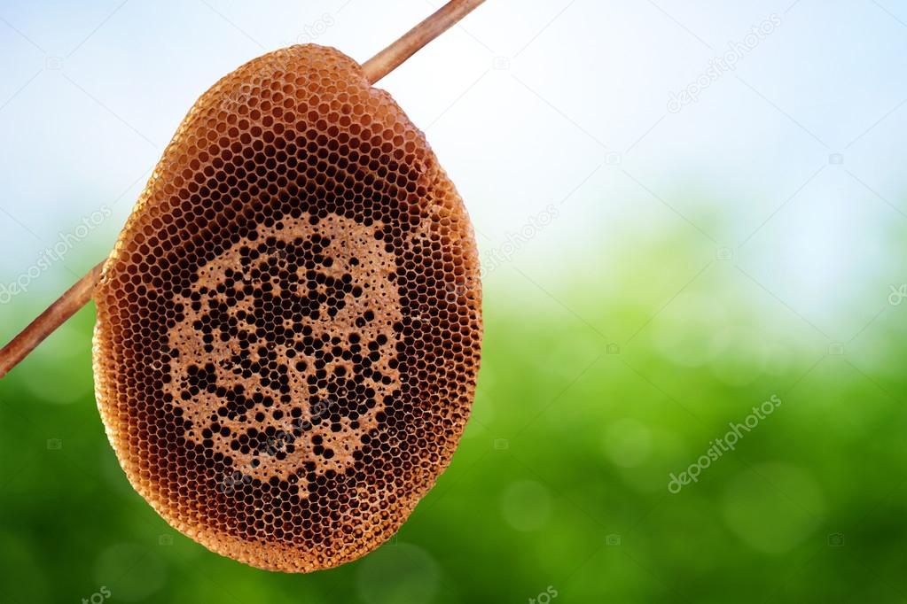 Honeycomb on spring background