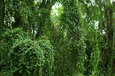 yaprak yeşil arka plan