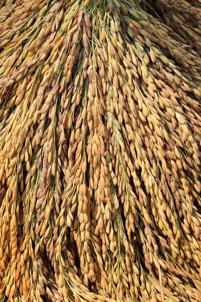 Closeup de arroz paddy — Fotografia de Stock