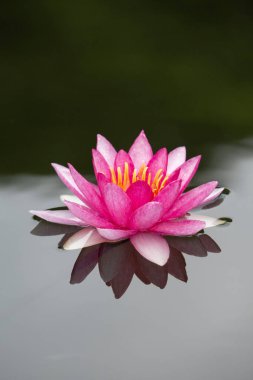 Gölette pembe su zambağı