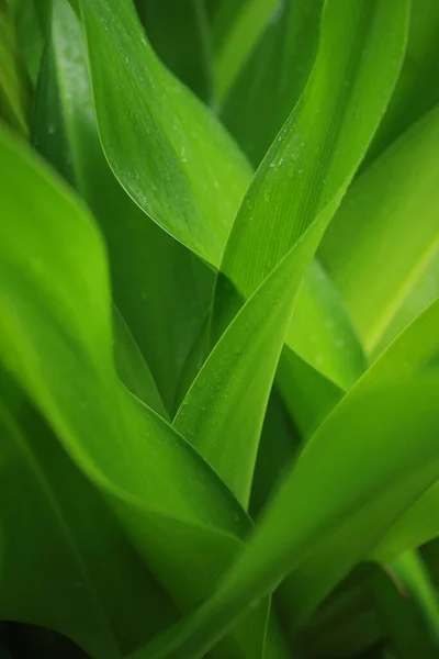 Close Van Crinum Lily Achtergrond — Stockfoto