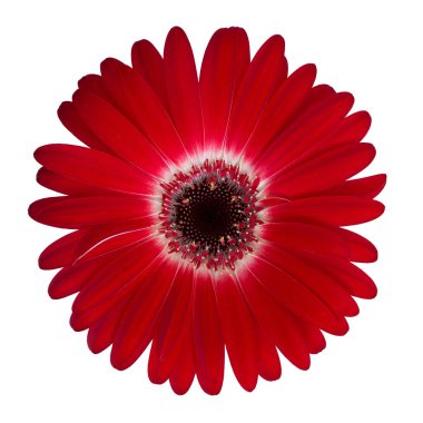 Beyaz arkaplanda izole edilmiş kırmızı gerberayı kapat