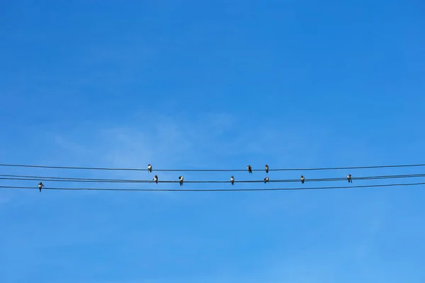 Groupe Oiseaux Assis Sur Des Lignes Électriques — Photo