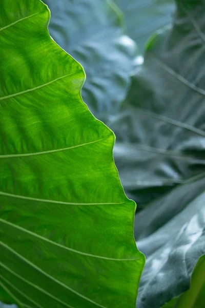 Große Herzförmige Grüne Blätter Des Elefantenohres — Stockfoto