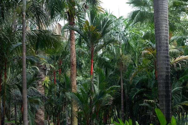 Kırmızı Ruj Palmiye Ağaçları Tropikal Bahçe — Stok fotoğraf