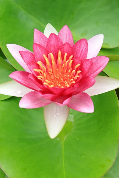 Red water-lily — Stock Photo, Image