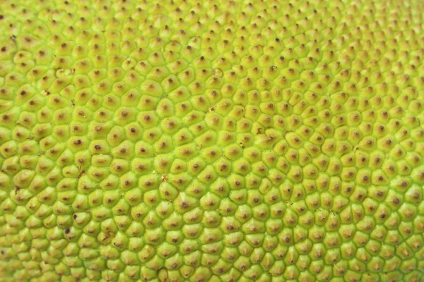 Peel the jackfruit — Stock Photo, Image