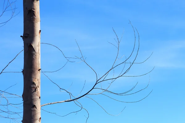 Trockener Brunch von Baum vor blauem Himmel — Stockfoto