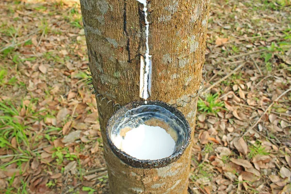 Leite de árvore de borracha, Tailândia — Fotografia de Stock