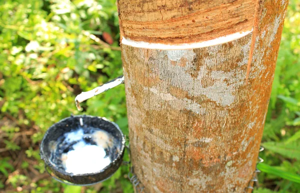 Melk van rubber boom, thailand — Stockfoto